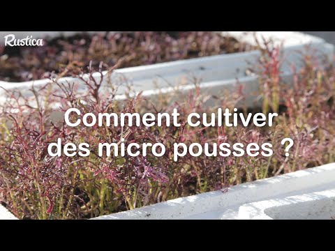 Comment cultiver et récolter des jeunes pousses toute l'année