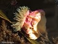 Подводный мир Японского моря. Подводные съемки. Подводный мир Японского моря. Подводные съемки.
