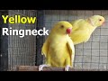 Yellow Ringneck Parrot Breeder Pair | AR NEWS