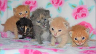 5 Rescued Kittens Outside Who're Adorable and Playful