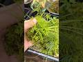 雨上がりの苔玉は雨水吸って、とっても元気です。手触りも最高!#苔玉