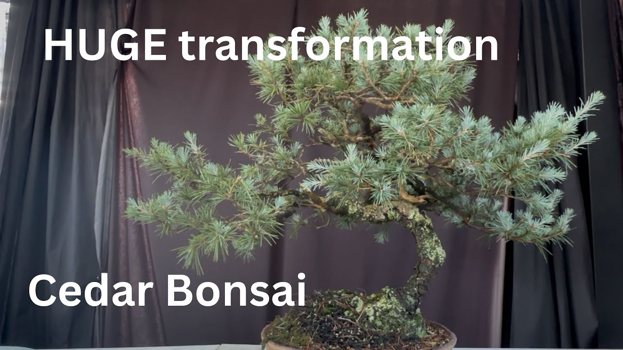 From Ugly to Incredible! Cedar Bonsai Transformation You Have to See to Believe
