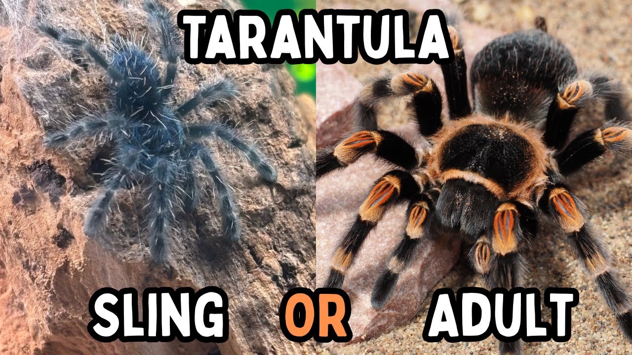 Tarantula Sling or Adult - Which Spider Is Best For You? | Spooderpods