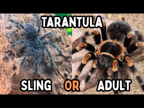 Tarantula Sling or Adult - Which Spider Is Best For You? | Spooderpods