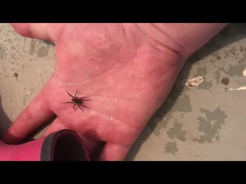 Video: Australiassa Jättiläinen Hämähäkkien Parvi Valtasi Puiston, Pakeneen Tulvista - Vaihtoehtoinen Näkymä