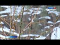 В нацпарке «Столбы» распустилась верба