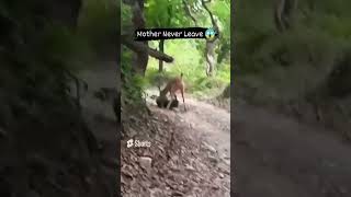 Natures Wildlife Scene, Leopard Attacks A Baby Deer And The Mother Deer Tries To Save Her Cub,