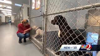 Halifax Humane Society to stop accepting or keeping dogs with history of aggressive behavior