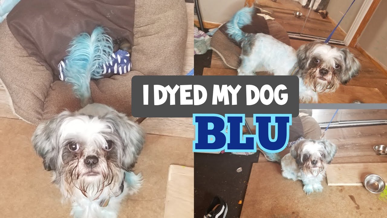 I DYED MY DOG WITH FOOD COLORING!!! - YouTube