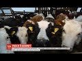 Чи потрібні коровам роги: думки українських селян