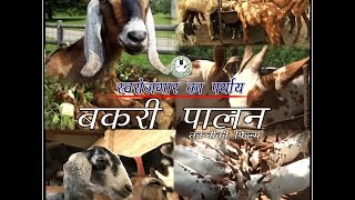 Goat Farming (बकरी पालन)