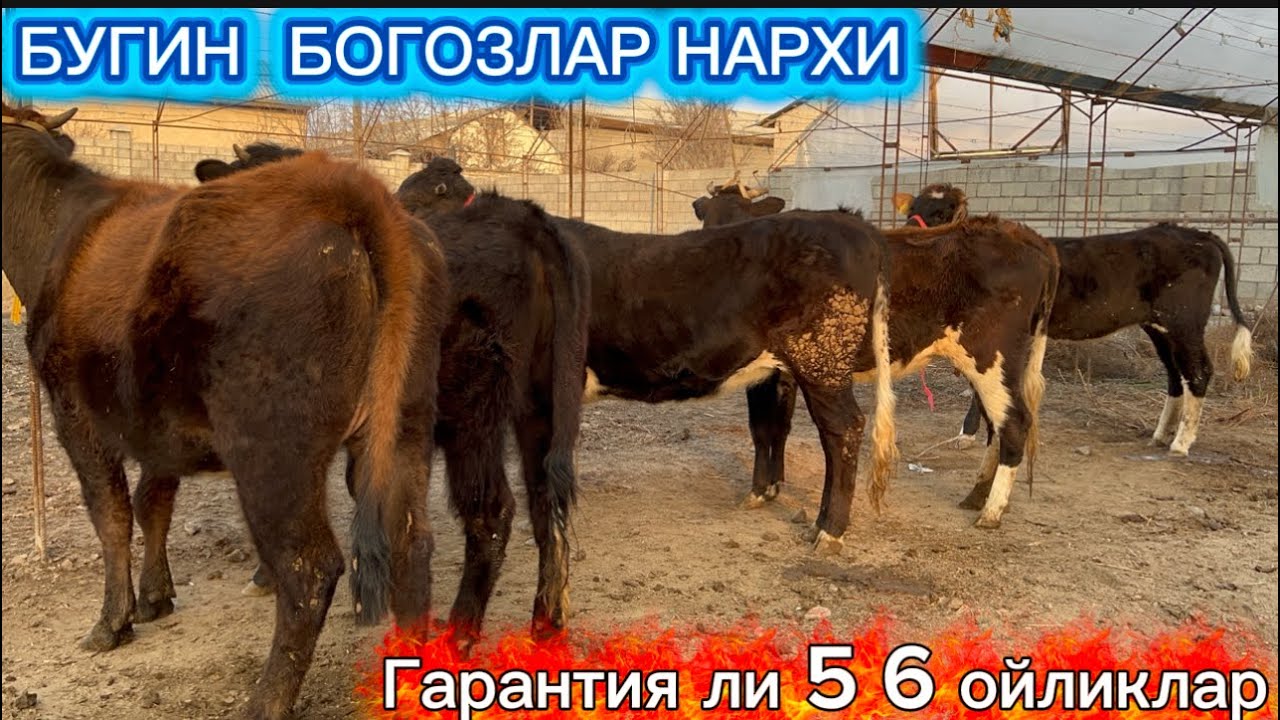 16.200 Дан Накт БОГОЗЛАР арзончи акадан лайкка арзидингон  болди 2026.02.24