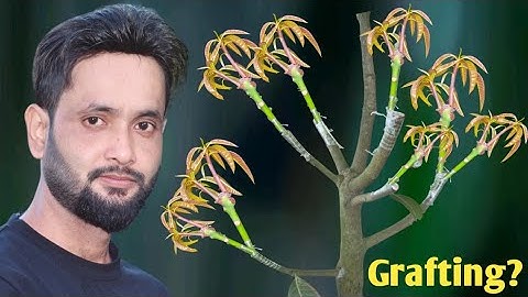 Amazing Mango grafting technique..(100% success result)