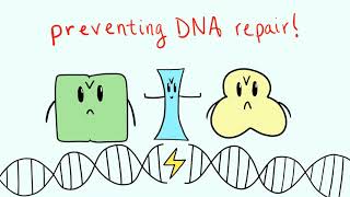 Exploring How CDX2 Affects DNA Repair and Cancer Development