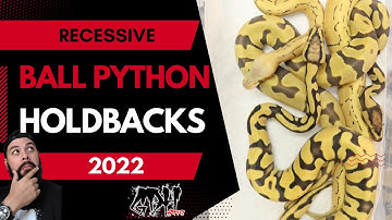 MY 2022 BALL PYTHON HOLDBACKS PT.2 RECESSIVES!