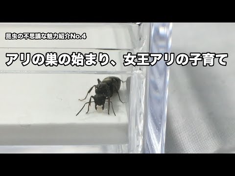 Japanese insects behavior 4. The beginning of an ant&rsquo;s nest 〜Childcare by queen ants〜