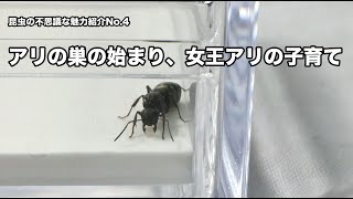 アリの巣の始まり、女王アリの子育て〜昆虫の不思議な魅力紹介No.4 〜