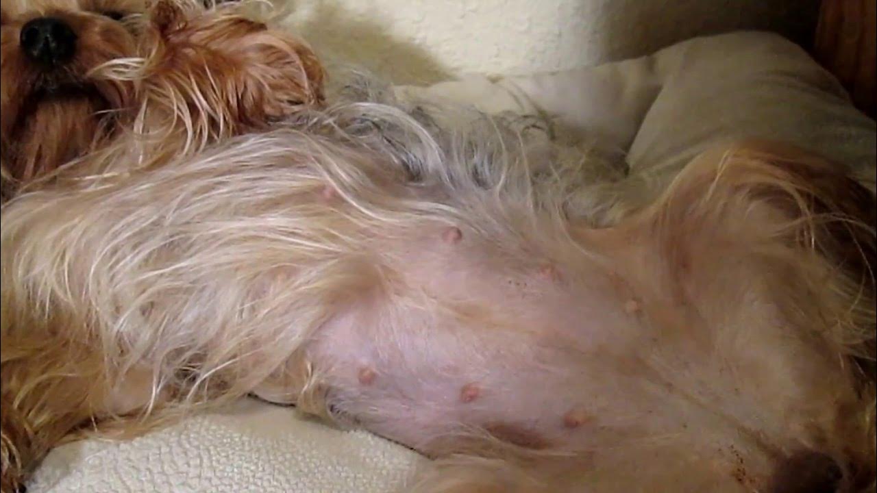 My Yorkie Dog 5 weeks Pregnant Scarlett the Yorkshire YouTube