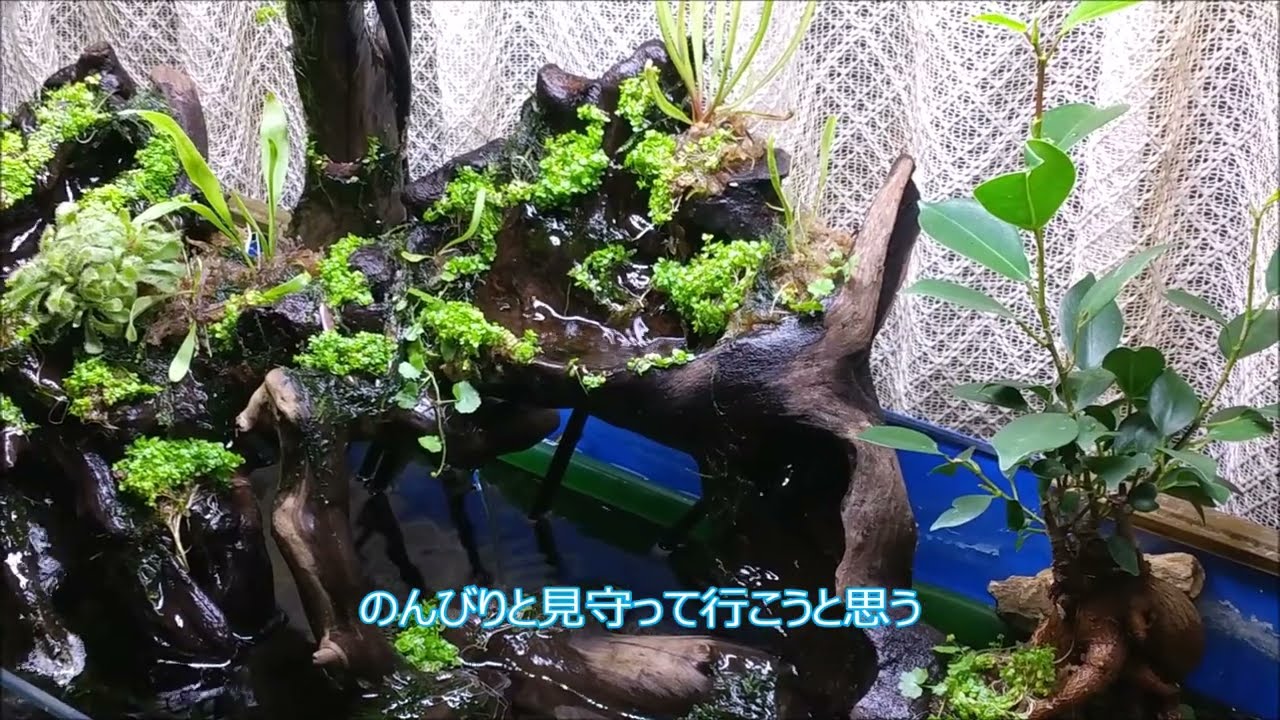 60cm】滝のあるアクアテラリウム【Season3】 - YouTube
