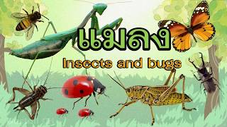 คำศัพท์ภาษาอังกฤษ แมลง ต่างๆ วิธีการอ่านออกเสียง พร้อมภาพประกอบ l คำศัพท์ภาษาอังกฤษในชีิวิตประจำวัน