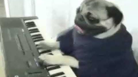 Il cane intelligente