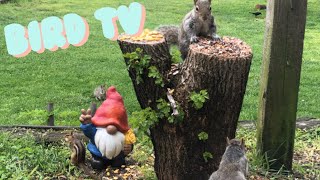 Bird TV!🦜|Gnome feeds squirrels and chipmunks!🍄