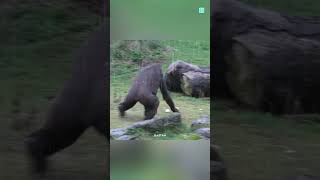 This Is Why Gorillas Afraid Of Water