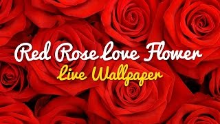 Red Rose Love Flower Free Android Live Wallpaper screenshot 5