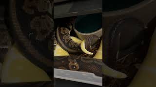 Celebrity Another lock! #ballpythonbreeding #snakebreeder #shorts Wealth