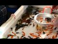 Kingyosukui  goldfish scooping