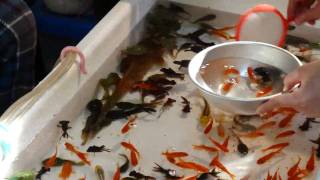 kingyo-sukui : Goldfish scooping screenshot 5