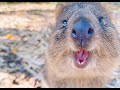 クオッカ1～5 かわいいクオッカワラビー＃quokka