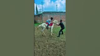 jinakkan kuda #kuda #motorcycle #kudaindonesia #ridinghorses