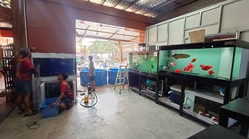 อุ้ม ประชาอุทิศ - งานสลับที่ตู้ปลาภายในบ้านพร้อมเพิ่มเติมตู้ใหม่เชื่อมระบบ Overflow รวม 5 ใบ set 1