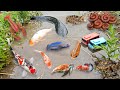 Fish scoops in ponds, ornamental fish, colorful fish, koi fish, goldfish, molly fish, comet fish