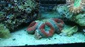 l aquarium présentation de