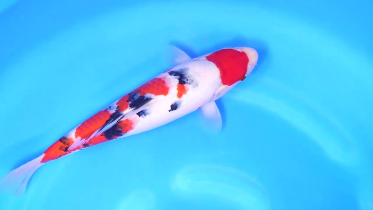 Theネット ジャンボ当歳フェスバトル2026!】260506-052の出品鯉のご