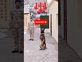 This Dog Refused to Leave His Soldier’s Side 😭