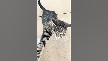 POV: My Aggressive Velcro Cat Won’t Let Me Walk 😭🐾