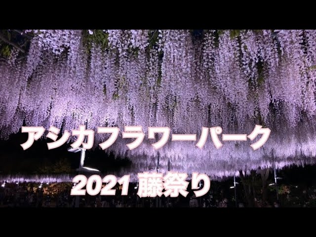 环游日本2 21栃木県足利花园藤花見 Youtube