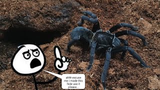 Adult Female Haplopelma Minax Rehousing Cyriopagopus Minax