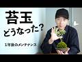あの苔玉どうなった?1年後のメンテナンスを紹介します No.241