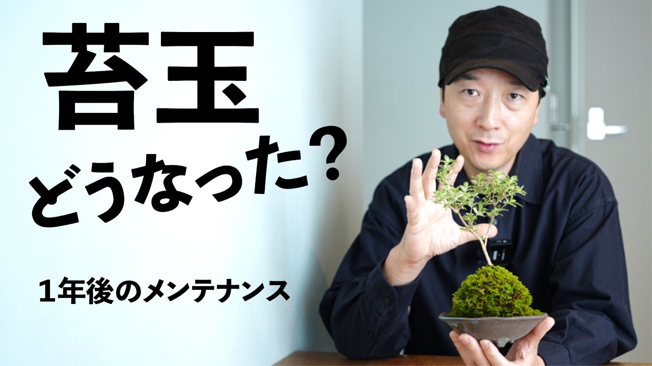 あの苔玉どうなった?1年後のメンテナンスを紹介します No.241