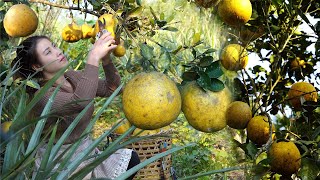 #236: Harvesting grapefruit to sell   how to soak grapefruit using daily drinking water