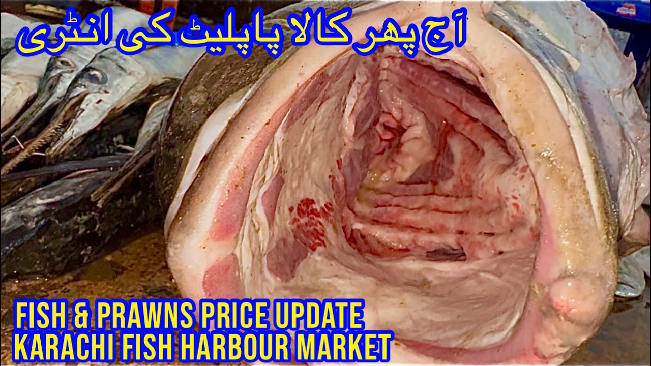 FISH & PRAWNS PRICE UPDATE KARACHI FISH HARBOUR MARKET February 8, 2026