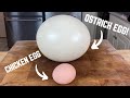 The Ostrich Egg Exploded Before I Could Slice It 🥲 #shorts