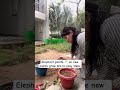 Elephant plants ko grow krna hua Assan #gardening #greenlove #myhomegardenvegetables #gardening