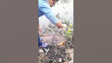 Câu Cá Sông Tự Nhiên,Nay Câu Được Cá Chép Vàng. #mêcâucáedu #mecaucaedu #câucá #câu #cá #mồicâu