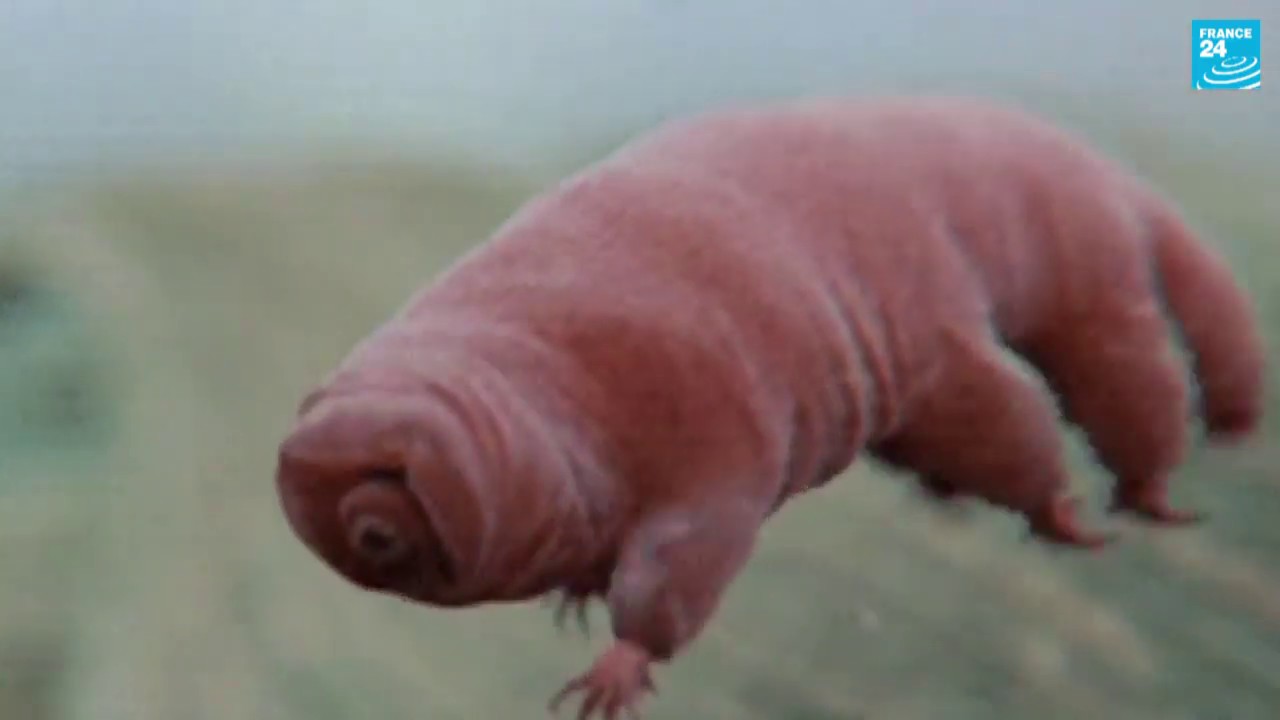 Water Bears On The Moon YouTube