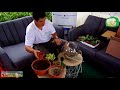 Agri tv 974 et multi plante vous prsentent un tuto sur la fabrication dun terrarium